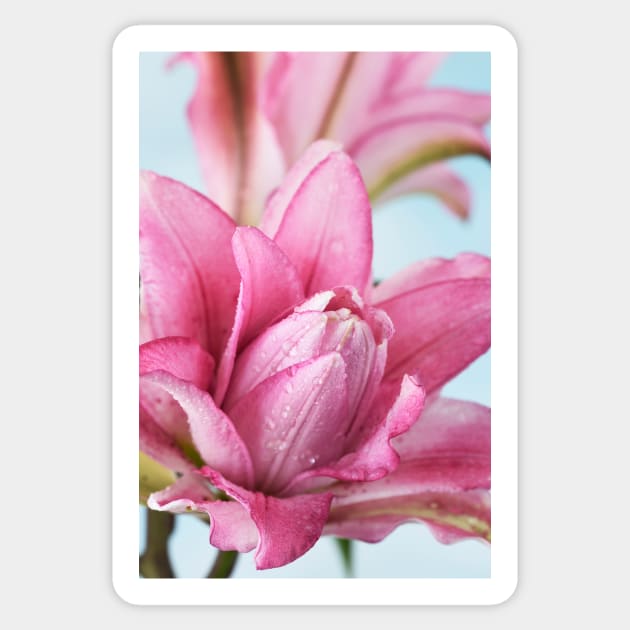 Lilium  Roselily Isabella  Double Oriental hybrid Lily Sticker by chrisburrows